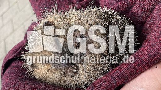 Igel_3.jpeg